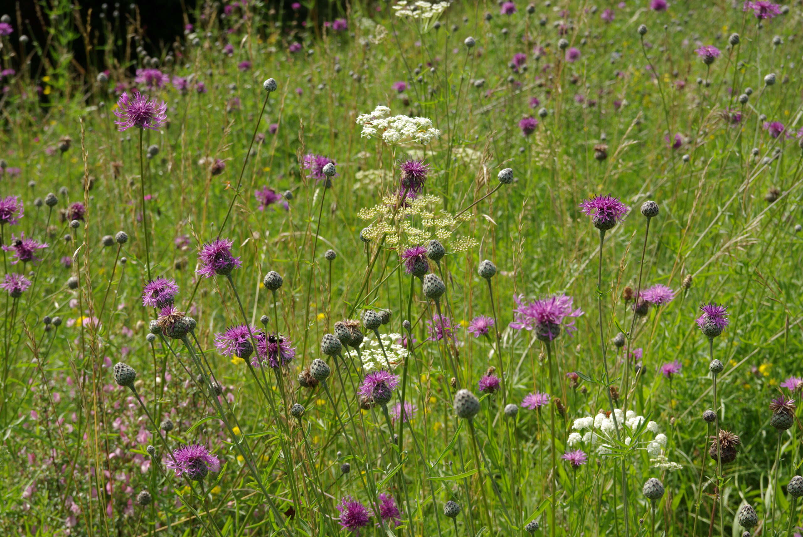 Entgiften mit Wildkräutern