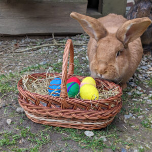 Ostern auf dem Bauernhof