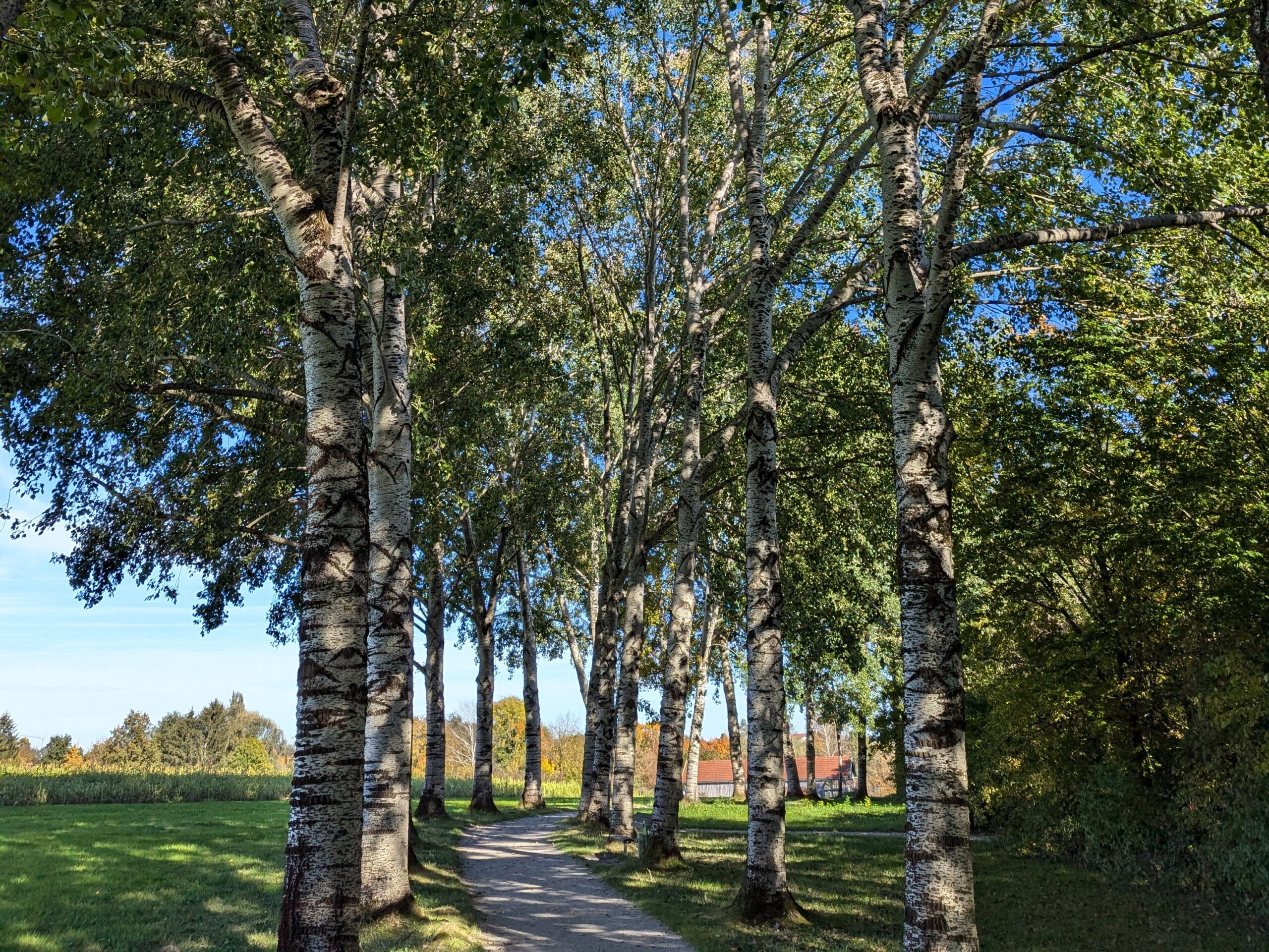 Mythen und Geschichten von Bäumen