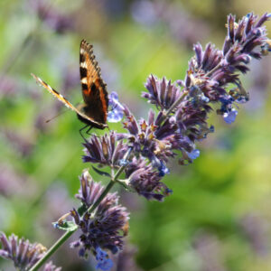Was Schmetterlingen und Hummeln schmeckt