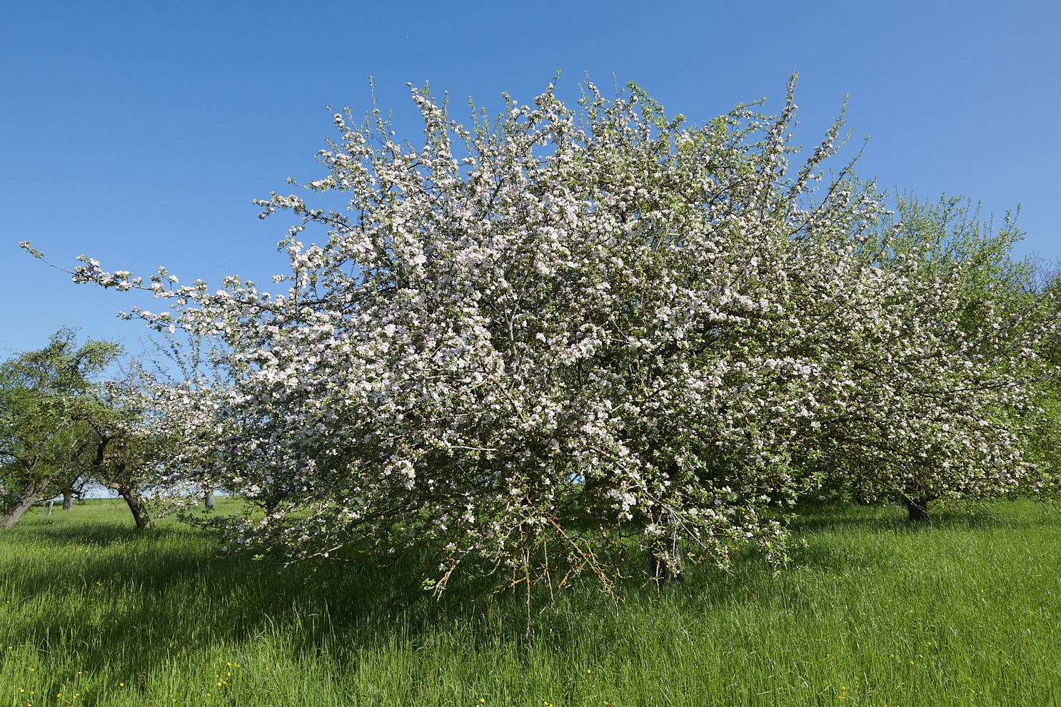 Altentrüdingen, Mitte Franken, Bavaria, Deitschland. Streobstwiesse Sonderausstellung Land.schafft.Klang