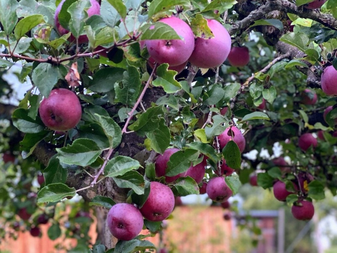 Apfelbaum beim Lehnerhof