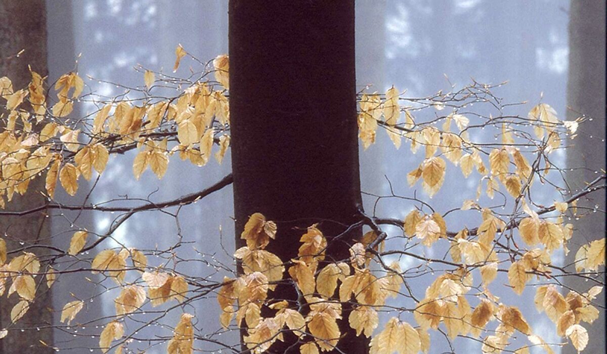 Bruno Mooser Bruno Mooser