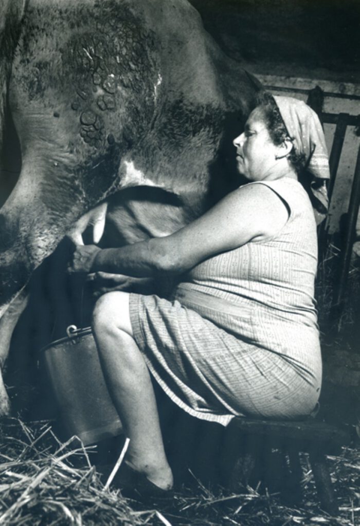 Das Scheppern der Melkeimer Das Scheppern der Melkeimer