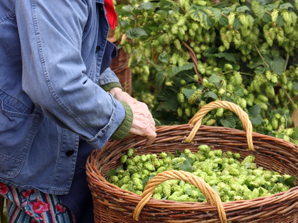 Der Hopfenbau und seine Geschichte