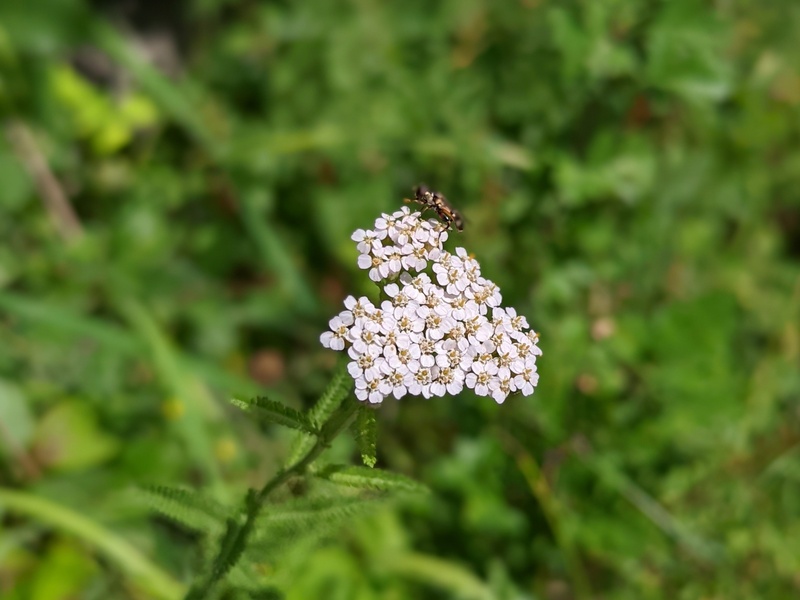 Schafgarbe ck website